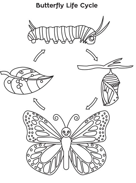 Diagram Drawing Life Cycle Of A Butterfly - Goimages Story