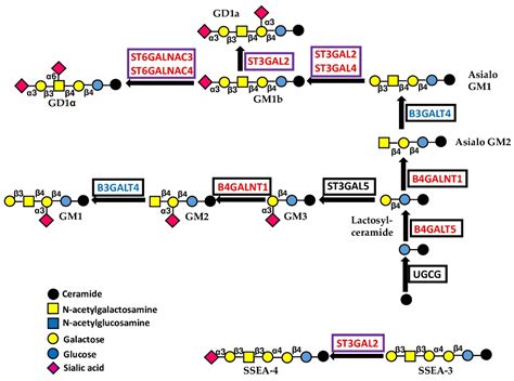 Cancers | Free Full-Text | Glycosyltransferases in Cancer: Prognostic ...