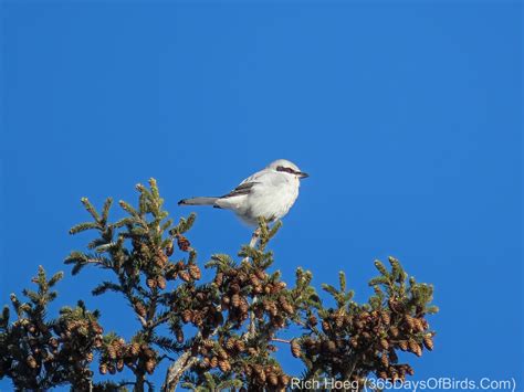 The Northern Shrike or Butcher Bird | 365 Days of Birds