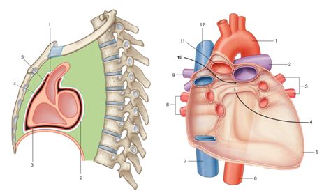 74-05 - (M) Pericardium and Pericardial Sinuses Diagram | Quizlet