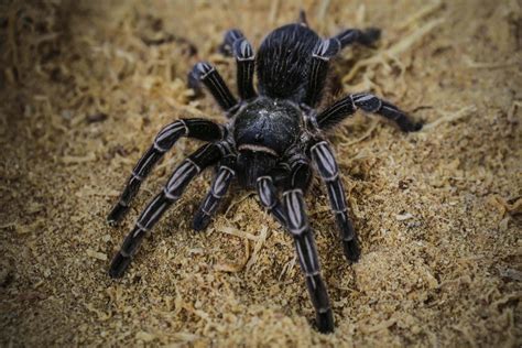 Tarantula Trade Offers Lifeline to Struggling Nicaraguan Farmers