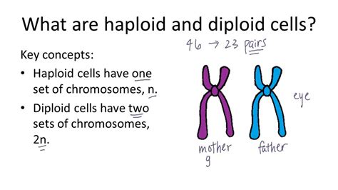 30 HD How To Find Diploid And Haploid Number - insectza