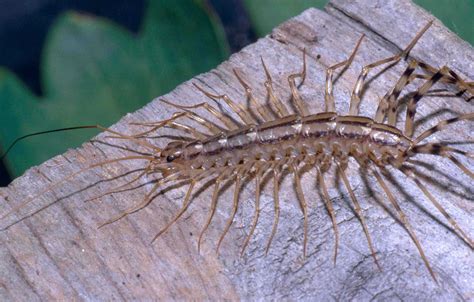 House Centipedes