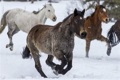 Horses Running in the Snow stock photo. Image of cold - 87759996