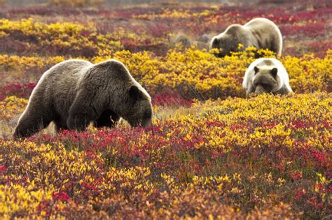 Denali National Park, Wilderness, Alaska (with Map & Photos)