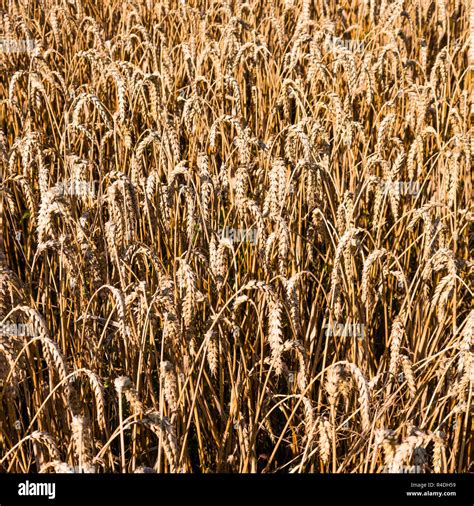 wheat field background Stock Photo - Alamy