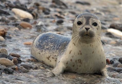 Seehund der Nordsee | Cute animals, Cute seals, Cute baby animals