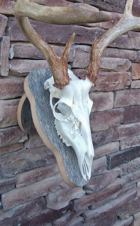 Barn wood European Skull Mount plaque (With images) | Barn wood, Deer ...