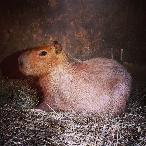 17+ How To Say Capybara - BethaneyCoy