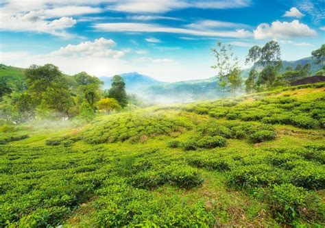 Premium Photo | Tea fields of nuwara eliya