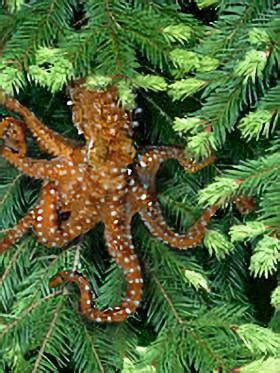 Save The Pacific Northwest Tree Octopus