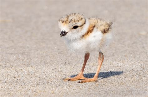 Piping Plovers: The Adorable Shorebird That Everyone Wants to Save