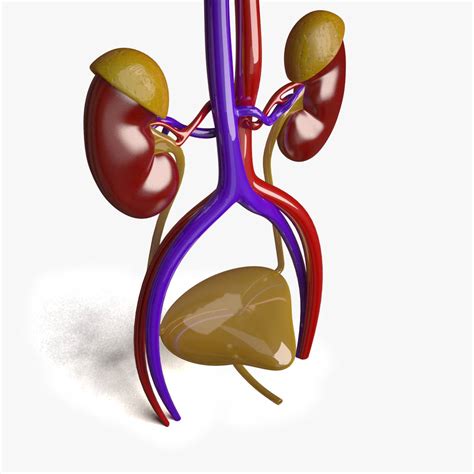 Human Kidney 3D Model - Kezan's Portfolio