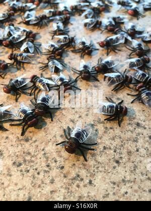 A swarm of house flies on the kitchen counter Stock Photo - Alamy