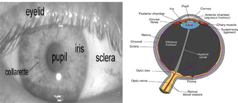 Anatomy of a frontal image of the eye (Wolf, 1976). | Download ...