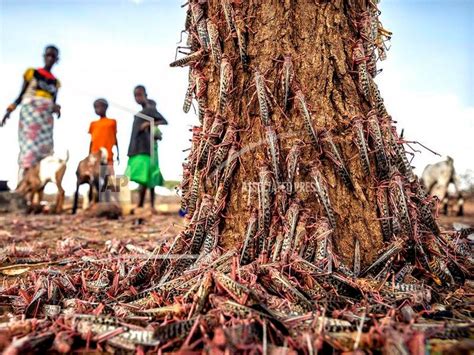 New wave of locusts threatens millions in Africa | Express & Star