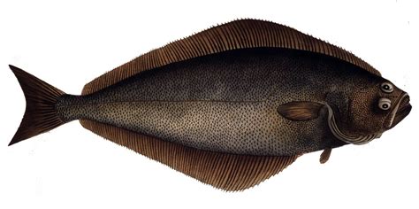 Atlantic Halibut - NAT