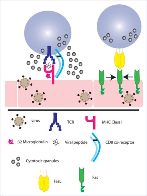 Cells T CD8+ | British Society for Immunology