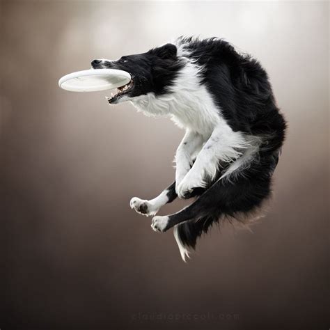 Border collie frisbee | Dog photography, Dog photograph, Sporting dogs