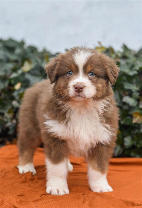 Teacup Australian Shepherd Puppies