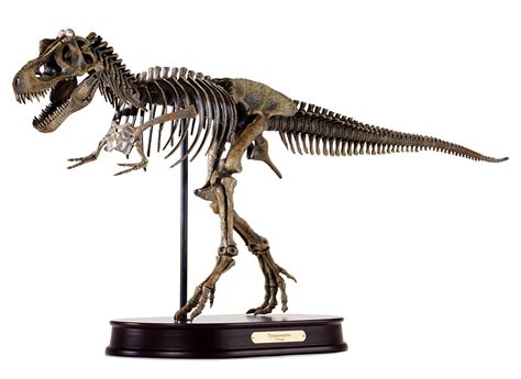 Tyrannosaurus Rex / T.rex Skeleton Model | DinoStoreus