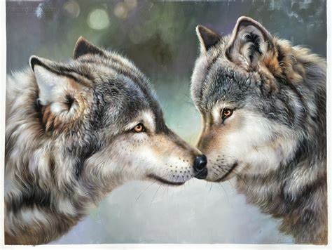 Sweet Gray Wolf Couple Portrait - Other Animals, Birds, & Fish ...