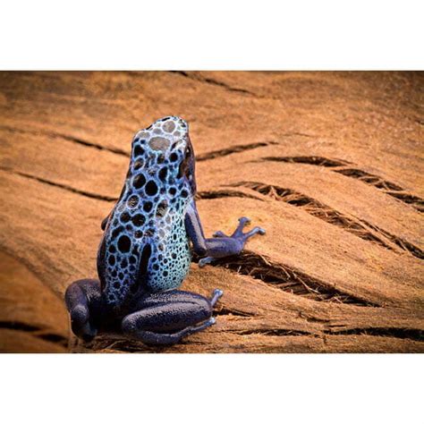 Dendrobates Tinctorius Azureus koop je bij Dutch Rana