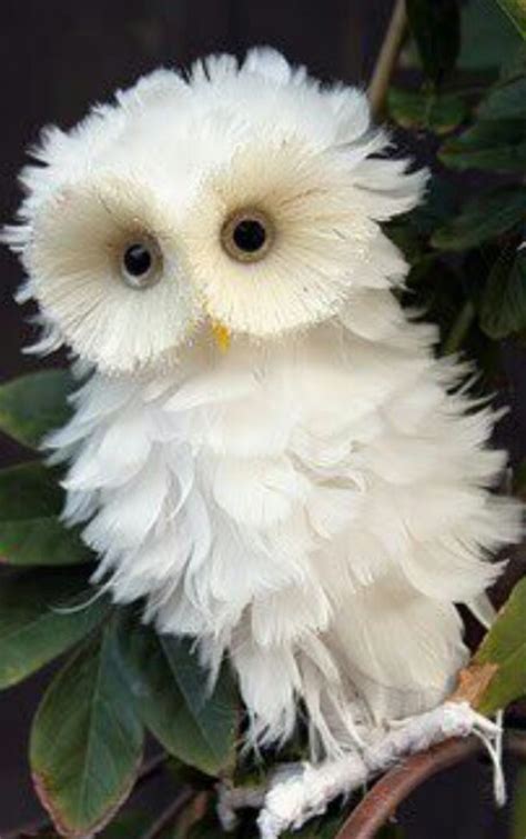 Snowy White Baby Owl | cute animals | Pinterest