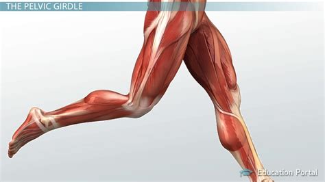 Upper Leg Muscles | Anatomy, Parts & Functions - Lesson | Study.com