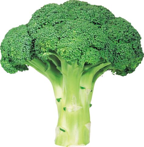 Green Fresh Broccoli PNG Image | Broccoli, Vegetables, Fresh broccoli