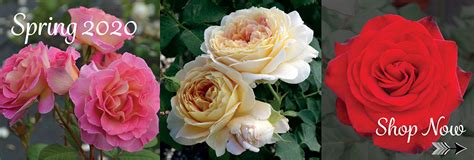 Rose Bushes | Garden Rose Bushes | Garden Rose Catalog | Garden Rose ...