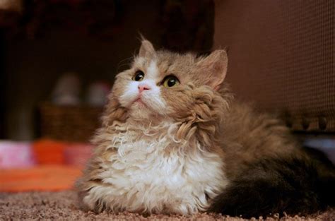 Lambkin Cat Breed Information and Pictures - PetGuide | PetGuide