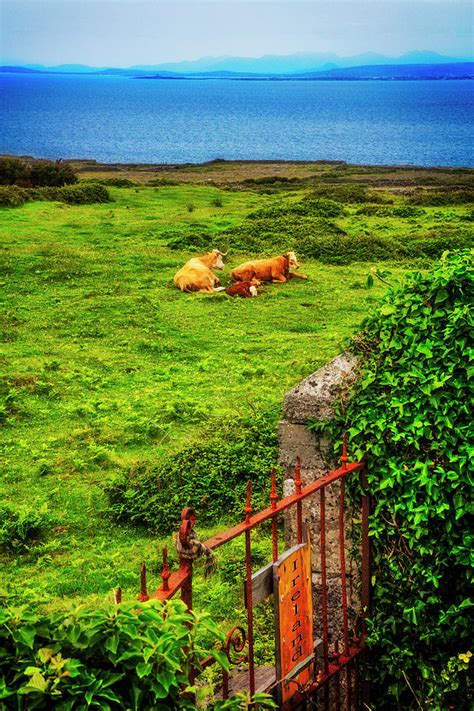 Family Coastal Farm in Ireland Photograph by Debra and Dave Vanderlaan ...