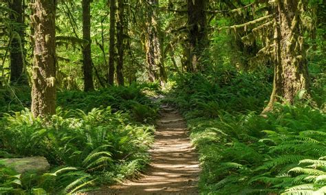 Ultimate Guide To The Hoh Rainforest in Washington For 2022 - Hiking ...