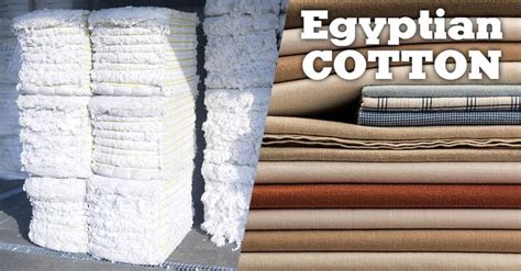 Egyptian cotton that is grown in only a few place outside Egypt. It is ...