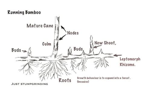 Bamboo removal - how far to go? | Gardeners Corner - The Friendly ...