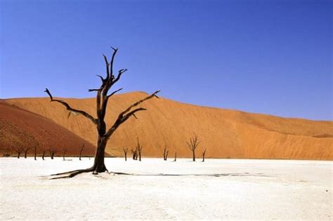 Desert Biome: Climate, Precipitation, Location, Seasons, Plants ...