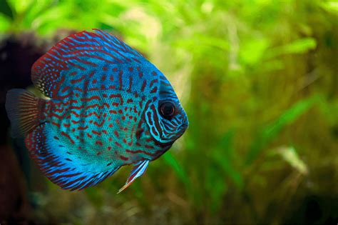 Discus Fish: Complete Guide to Care, Maintenance and Breeding