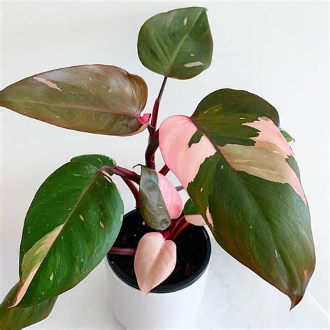 Philodendron Pink Princess - BOTGarden