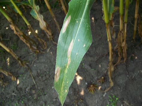 Disease Watch: Northern Corn Leaf Blight | AgVenture