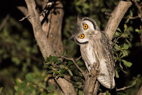 ¿Cómo giran los búhos su cabeza? - Mis Animales