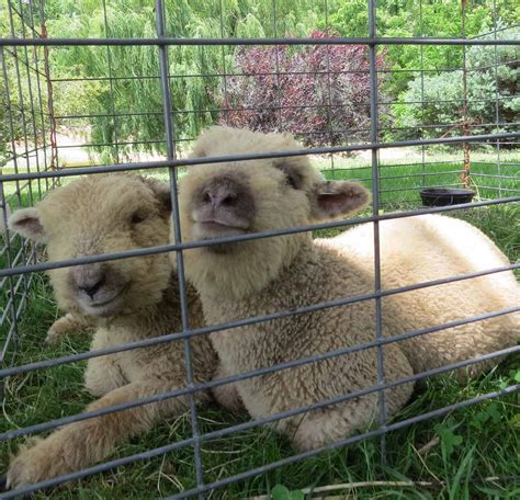 Lambs For Sale? – My Little Sheep