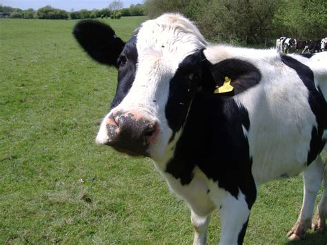 Leite de vacas clonadas pode estar sendo vendido no Reino Unido