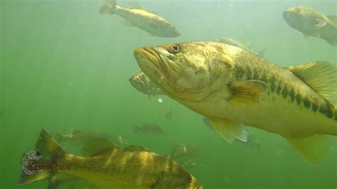 Largemouth Bass Underwater