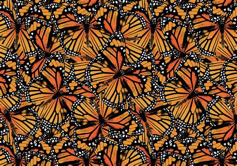 Monarch Butterfly Pattern