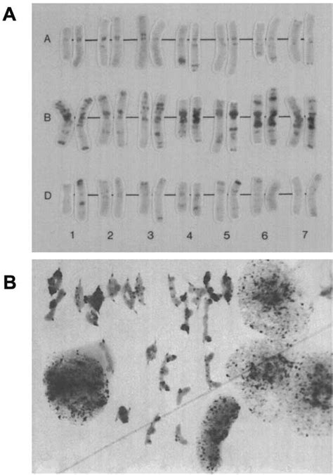 Cytogenetic comparisons of synthetic hexaploid with common wheat ...