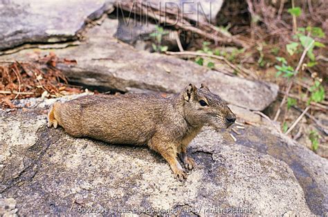 Rock Cavy stock photo - Minden Pictures