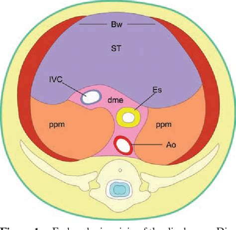 The diaphragmatic crura and retrocrural space: normal imaging ...