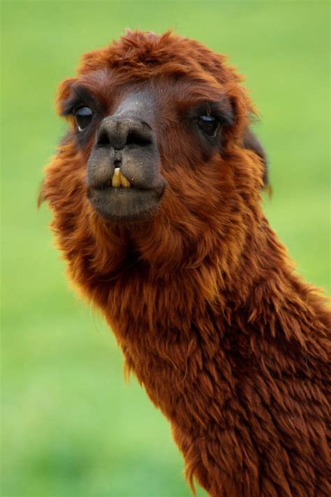 Funny Llama Free Stock Photo - Public Domain Pictures