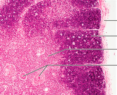 Thymus Histology